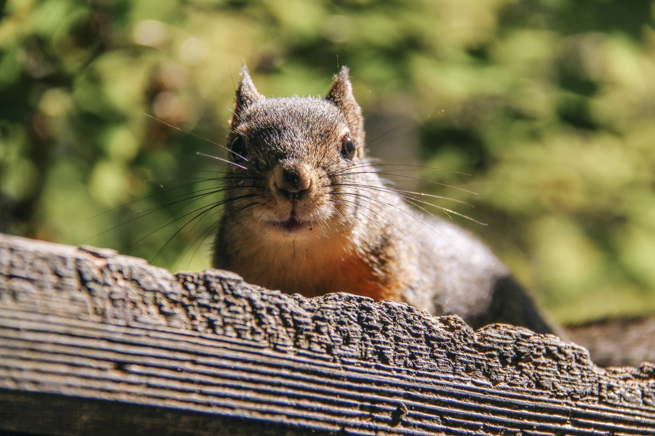 Portrait of Curiosity